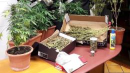 Da operaio a coltivatore di marijuana, "ma solo per arrotondare"