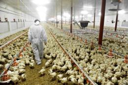 Aumenta il consumo di polli in veneto nonostante il lockdown