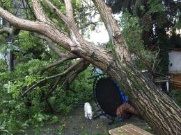 Violento temporale, alberi e pali su auto e case