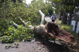 Alberi sradicati e scaraventati sull'asfalto in tutta la città