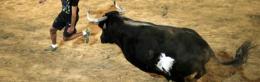 Incornato da un toro, è grave