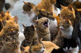 “Sindaco, stai abbandonando il gattile”