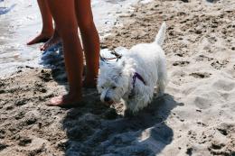 Cani in spiaggia, continuano i progetti per gli amici a 4 zampe