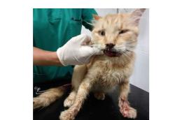 C'è in giro un maniaco che fa a pezzi i gatti e poi espone i suoi macabri trofei