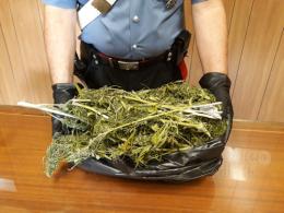 Blitz in casa di un minore, scoperti 900 grammi di marijuana