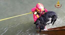 Era caduto nel fiume, cane salvato dai vigili del fuoco