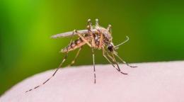 West Nile, i casi salgono a quota nove
