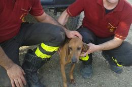 Liberati due cani rinchiusi in una casa