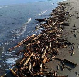 La spiaggia è stracolma di legna, ma se si raccoglie si rischia la denuncia