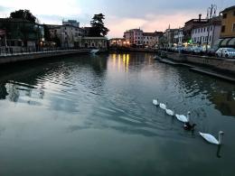 Cigni affidati agli operai comunali