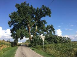 Il comune tutela la quercia