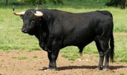 Toro in fuga carica un treno e viene abbattuto