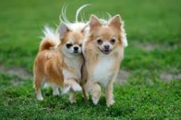 Cani sbranano i chihuahua del vicino di casa