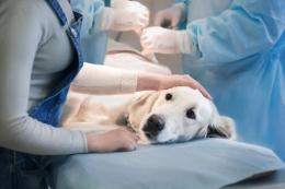 La Regione Veneto pagherà le cure agli animali con padroni poveri