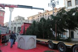L'albero di Natale sopravvissuto alla devastazione è arrivato