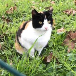 Gatta uccisa con un’arma da fuoco