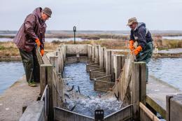 Scambio di esperienze e corsi formativi sugli aspetti concernenti le tecniche di riproduzione controllata e di preingrasso di novellame