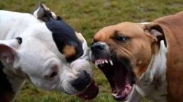 Attaccato da due pitbull