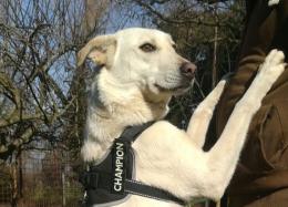 Cerca famiglia. E altri nove con lei