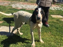 Dieci musetti in cerca di una famiglia per sempre 