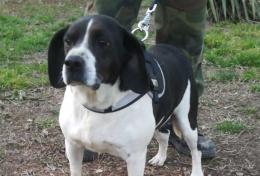 Dieci amici che cercano una famiglia per sempre