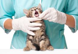 Le chiedono 500 euro per salvare il gatto, ma bastava un catetere