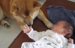 Il cane Pepa fiuta e salva il neonato abbandonato