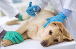 Veleno sull'argine: cani a rischio. Uno è morto