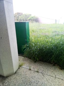 Erba alta e incuria al "San Luca"