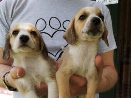 Magnifici cuccioli in cerca di affetto