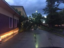 La bufera sradica gli alberi 