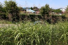 Erba alta e zero visibilit&agrave;: incrocio ancora pi&ugrave; pericoloso