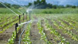 La Salmonella è anche qui. Irrigazione vietata