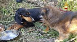 Cucciolo intrappolato, salvato da un cane