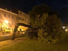Crolla un pino davanti alla Rotonda