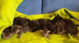 Parto record: dà alla luce nove gattini