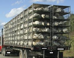 Stanno morendo stipati in un camion bloccato