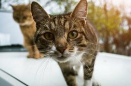 Uccide a badilate il gatto che minaccia i suoi canarini