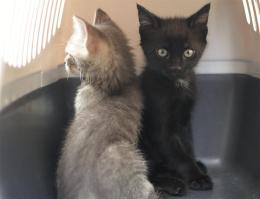 Due gattini trovati fucilati. Una crudeltà senza alcuna ragione.
