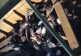 "Strage di uccelli, allarme botulino nel Delta"