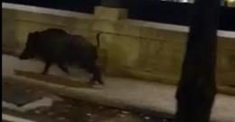 Cinghiale avvistato scorazzare per il centro della città