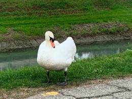E' tornato il cigno Arturo!
