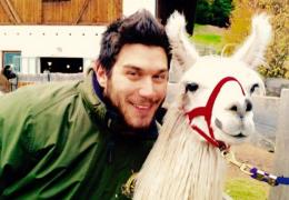 Pitbull sbrana un'alpaca