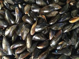 Sale 55 volte oltre i limiti, strage di cozze