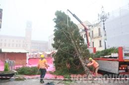 E' arrivato l'albero: ora è davvero Natale