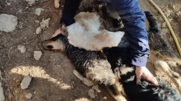 Cani murati vivi per giorni senza cibo né acqua