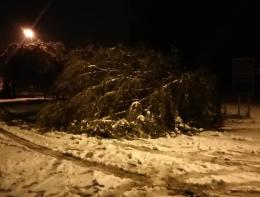 Crolla il salice del parco sulla strada