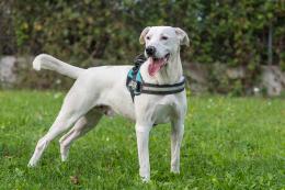 Dieci cuccioli in cerca di amore