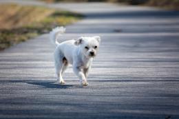 Cagnolino abbandonato e lanciato fuori dal finestrino
