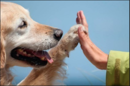 Animali a quattro zampe finalmente nei nostri ospedali